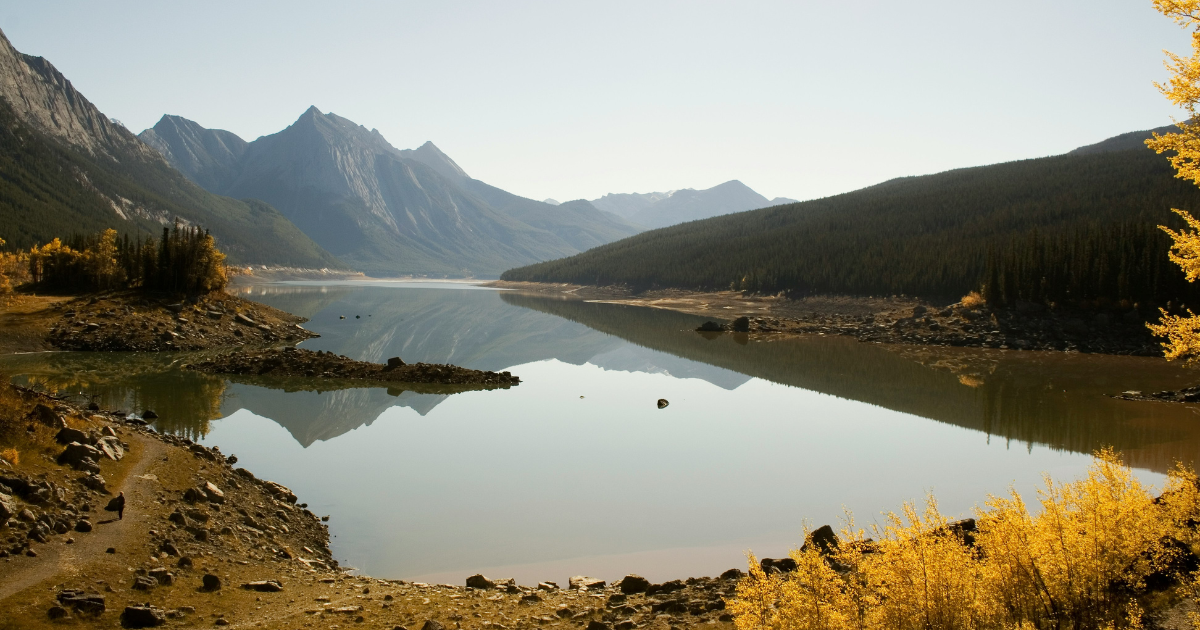 golden larches during the fall around a lake