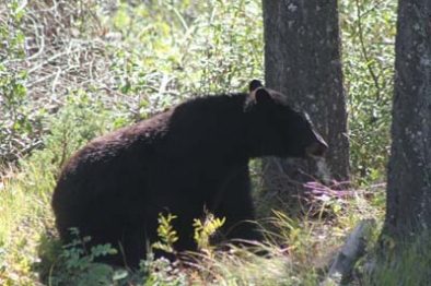 Our Top 3 Bear Stories on the Kicking Horse River